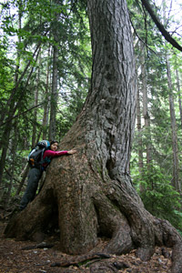 macesen-na-klemenci-jami