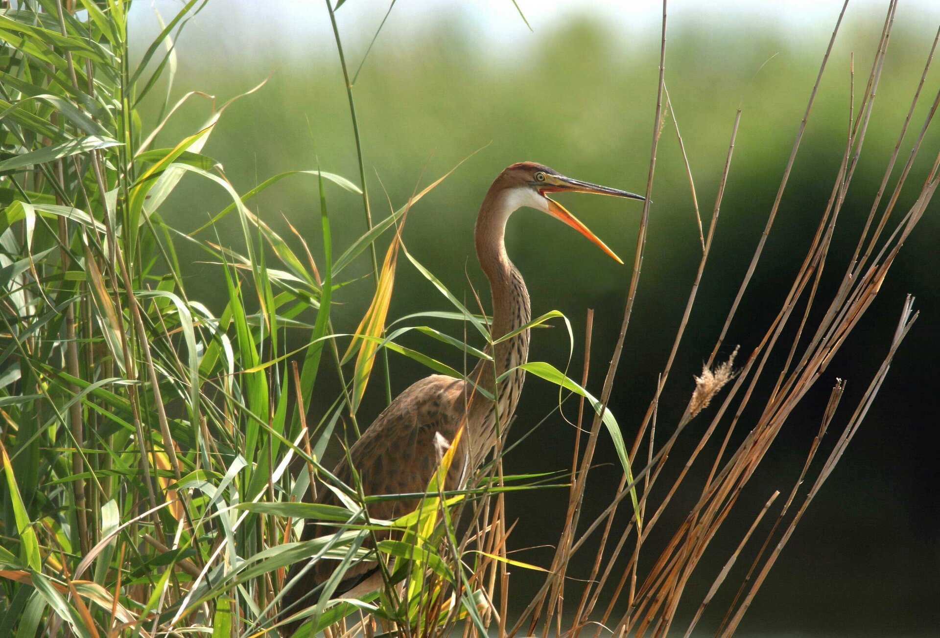 Airone_Rosso_Foce_dell_Isonzo-1