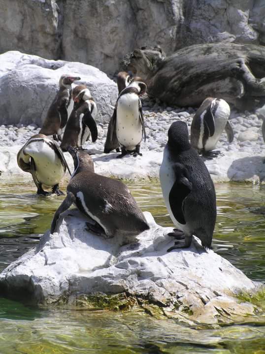 FB_IMG_1457354575165