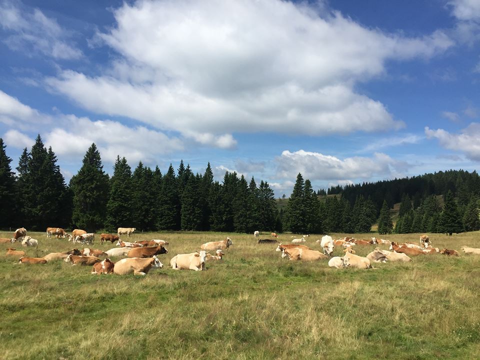 13900746_10154351789269326_542188936_n